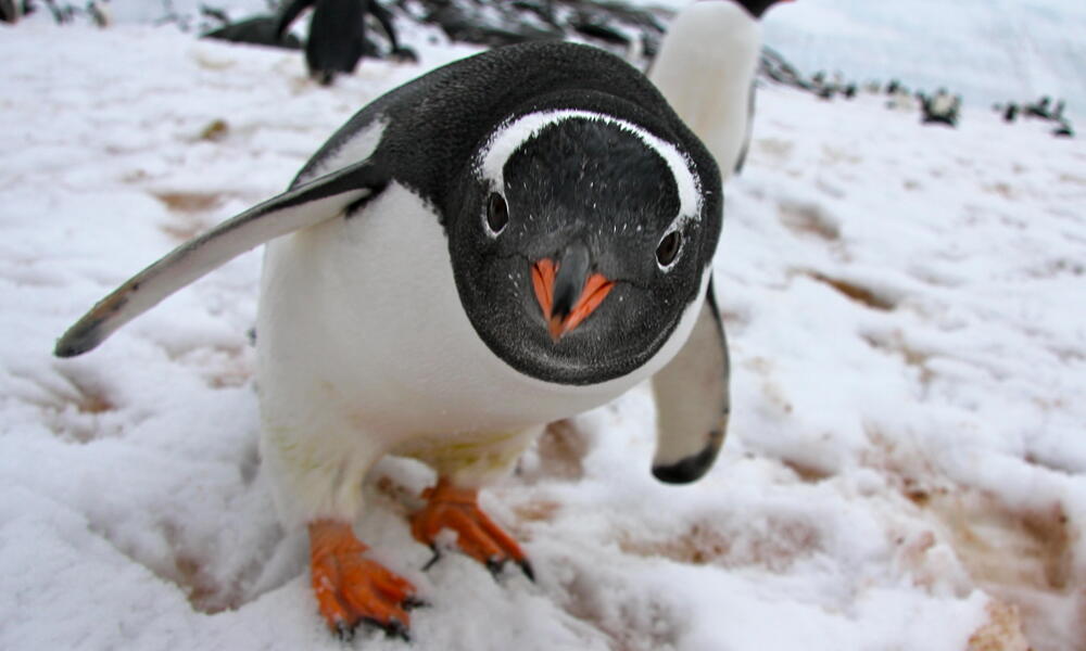 gentoo