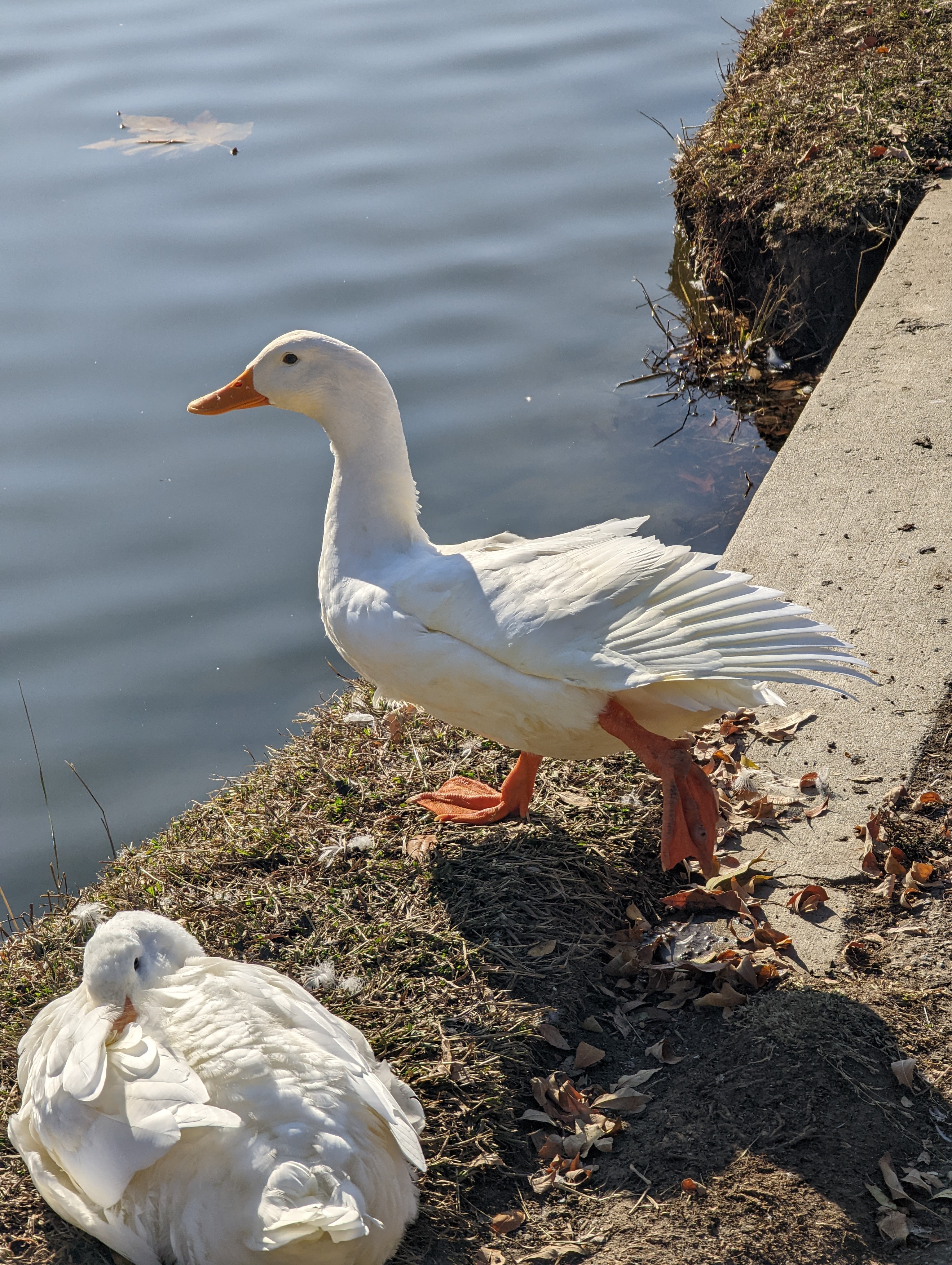 duck.jpg