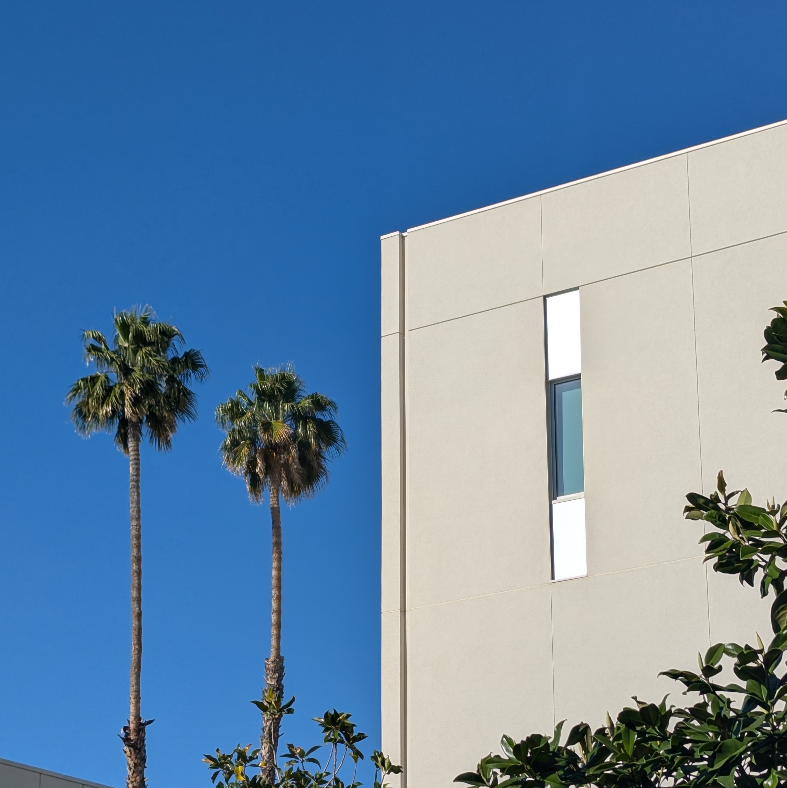 trees.jpg